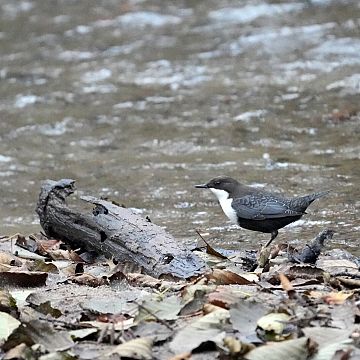 Pierwszy pluszcz już na Cedronie Grafika Pierwszy pluszcz już na Cedronie
