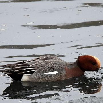 "Ptasia Godzinka" z Parkiem - wyniki liczenia Grafika "Ptasia Godzinka" z Parkiem - wyniki liczenia