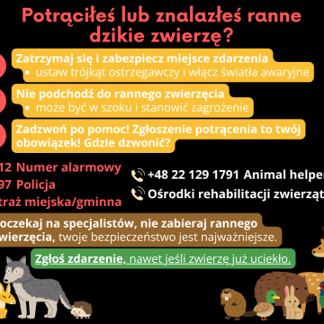 Co zrobić gdy potrącisz lub znajdziesz ranne dzikie zwierzę, a także psa lub kota? Grafika Co zrobić gdy potrącisz lub znajdziesz ranne dzikie zwierzę, a także psa lub kota?