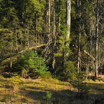 Sóweczka w północnym kompleksie Trójmiejskiego Parku Krajobrazowego Grafika Sóweczka w północnym kompleksie Trójmiejskiego Parku Krajobrazowego