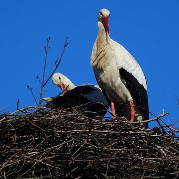Pierwsze bociany już na gniazdach Grafika Pierwsze bociany już na gniazdach
